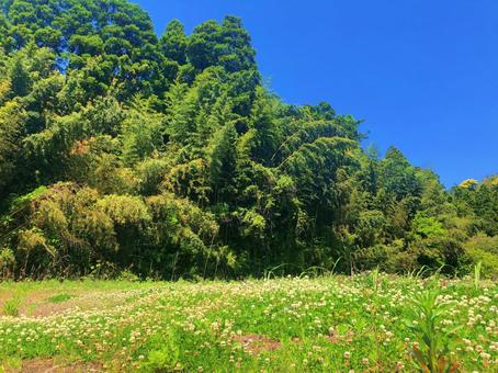 田舎の風景 田舎の風景の写真