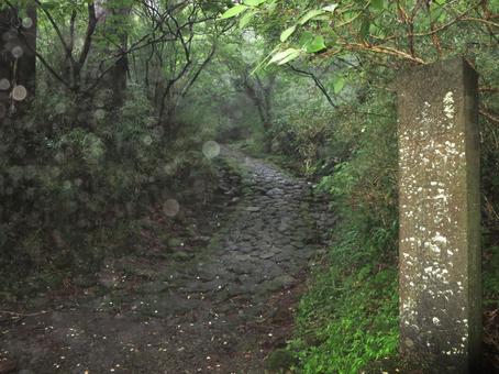 [Hiking] Hakone Old Highway in the Drizzle, JPG