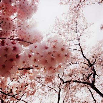 桜 桜の写真
