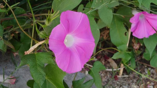 花壇の花の写真