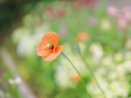 ヒナゲシの写真