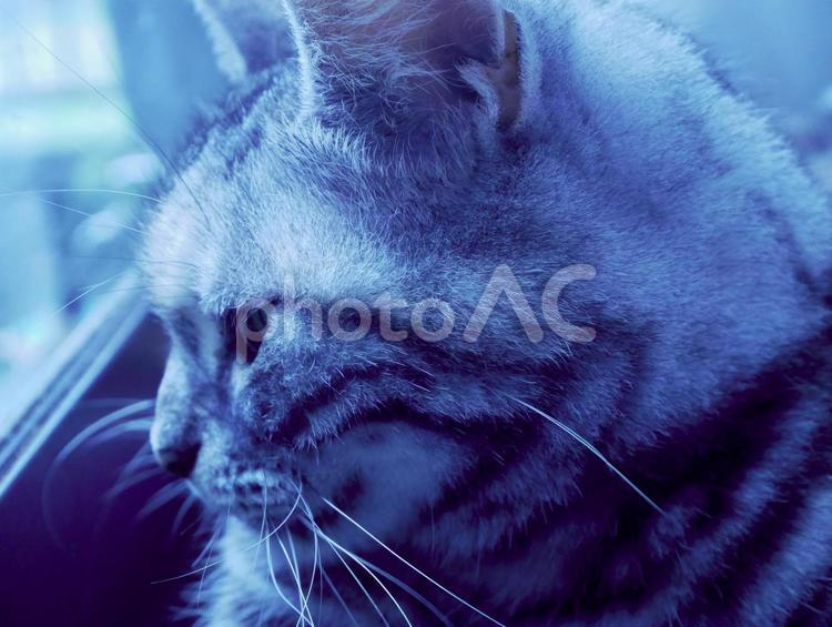 アメショのくーちゃん　横顔アップ 動物,ねこ,ネコの写真素材