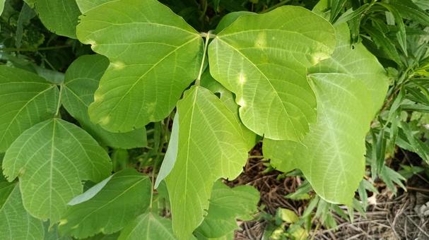 葛葉 くず,植物,道端の写真素材