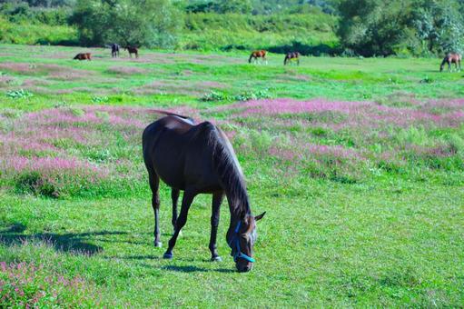 牧場 馬 牧場 馬の写真