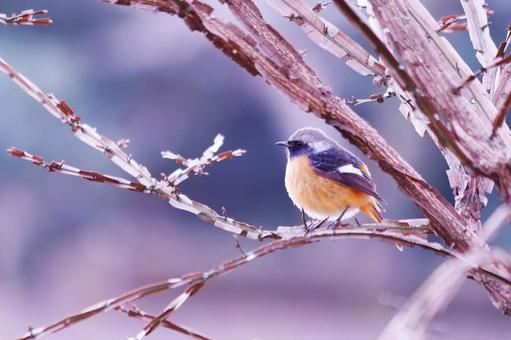 枝の上で遠くを見つめるジョウビタキ 枝の上で遠くを見つめるジョウビタキ 鳥,ジョウビタキ,冬の写真素材