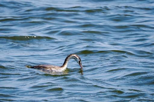 カンムリカイツブリの若鳥⑽ カンムリカイツブリの若鳥⑽の写真