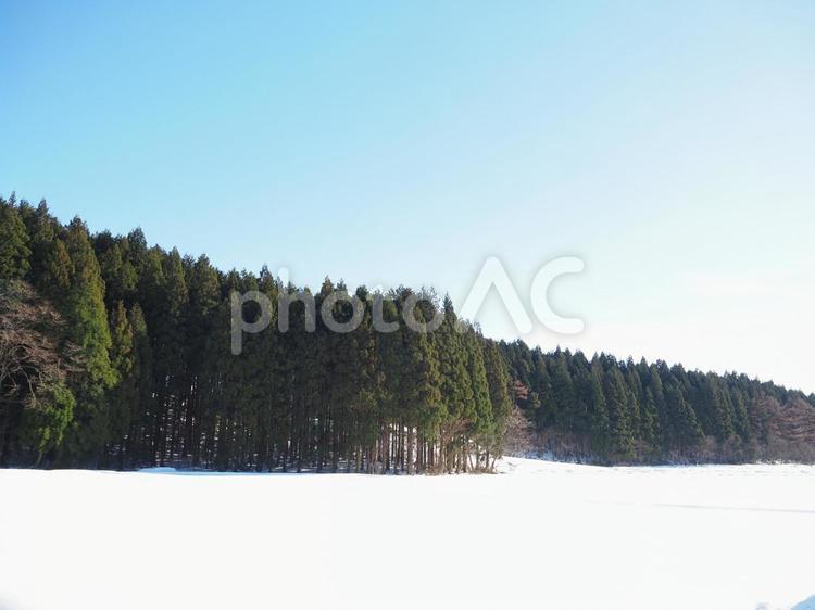 木々の連なり４ 冬,雪,積雪の写真素材
