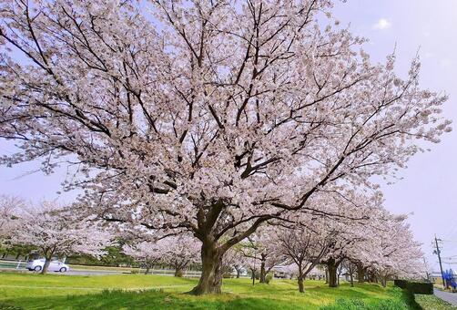 桜並木 桜並木,桜,花の写真素材