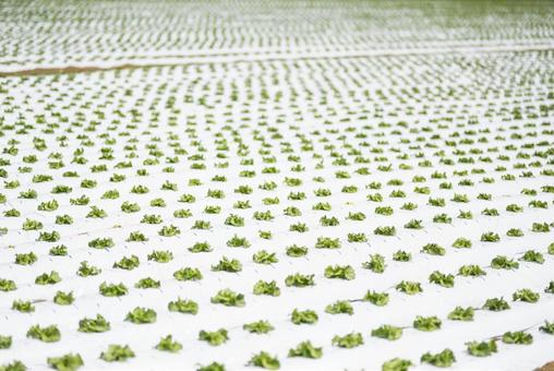 春の植え付け直後のレタス畑 春の植え付け直後のレタス畑の写真