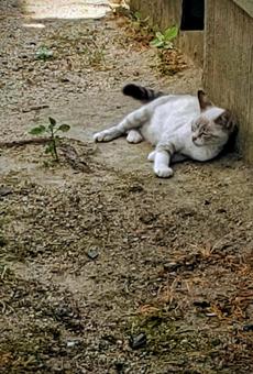 路地裏の野良猫 路地裏の野良猫の写真