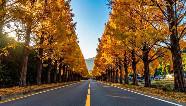 紅葉したメタセコイア並木 紅葉したメタセコイア並木の写真
