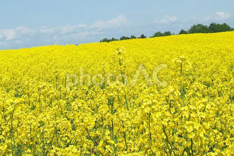 美しく満開の菜の花 菜の花,明るい,花の写真素材