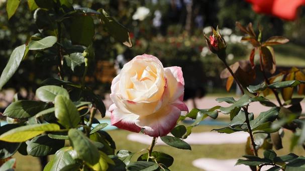 【花の写真】ばらの花 rose,植物,園芸の写真素材