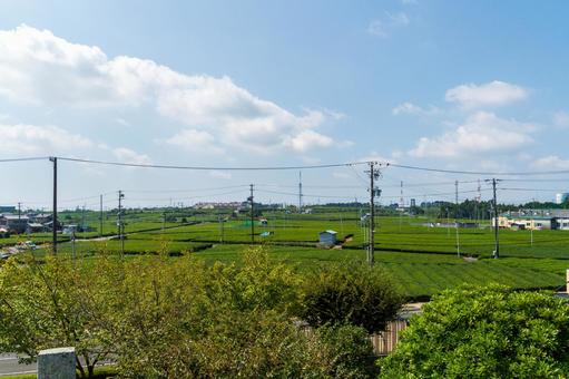 静岡県金谷市　牧之原大茶園　風景 日本,静岡県,島田市の写真素材