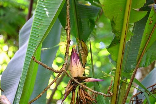 バナナの花の蜜を吸う鳥～クモカリドリ クモカリドリ,タテジマクモカリドリ,太陽鳥の写真素材