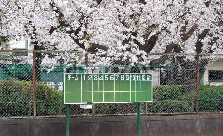 桜の下に点数なしの点数版 桜,ピンク,点数版の写真素材