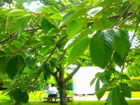 Photo, green leaves, green, the trees, 