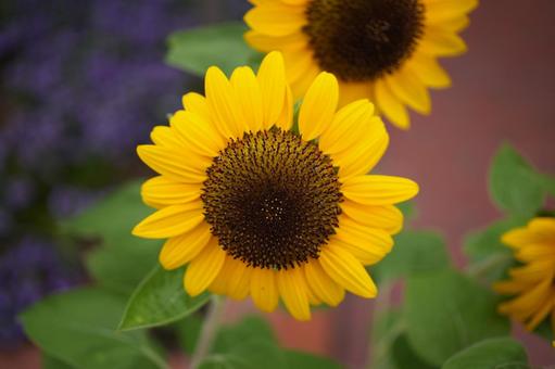 ひまわり(向日葵） ひまわり,ヒマワリ,夏の写真素材