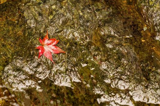 Bright red maple leaves fallen on river rocks, JPG