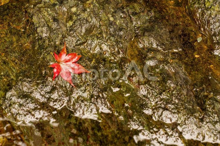 川の岩の上に落ちた真っ赤なモミジ 紅葉,自然,秋の写真素材
