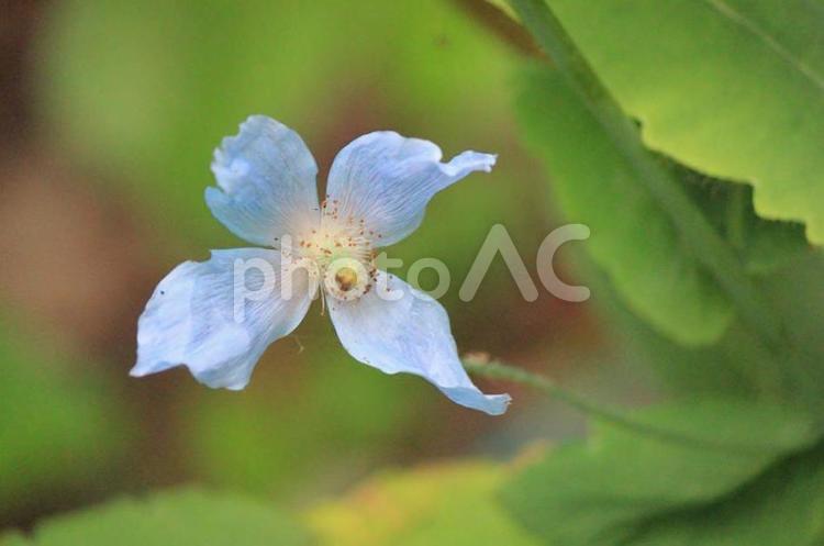 フラワーガーデンの青いケシの花 ケシ,青いケシ,花の写真素材