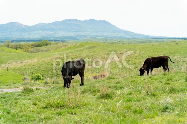阿蘇　放牧されている牛 牛,阿蘇,放牧の写真素材