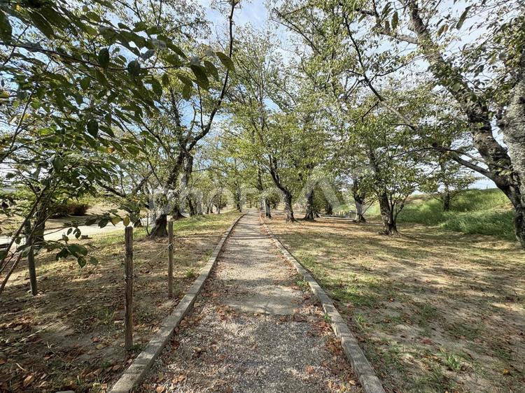 真っすぐ伸びる緑の小道 並木道,木漏れ日,自然散歩の写真素材