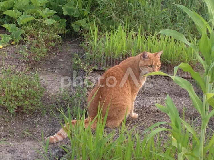   庭の  猫 ペット,可愛い,庭の写真素材