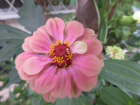 ジニア ジニア,ヒャクニチソウ,ピンクの写真素材