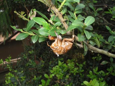 セミの抜け殻02 蝉,昆虫,抜け殻の写真素材