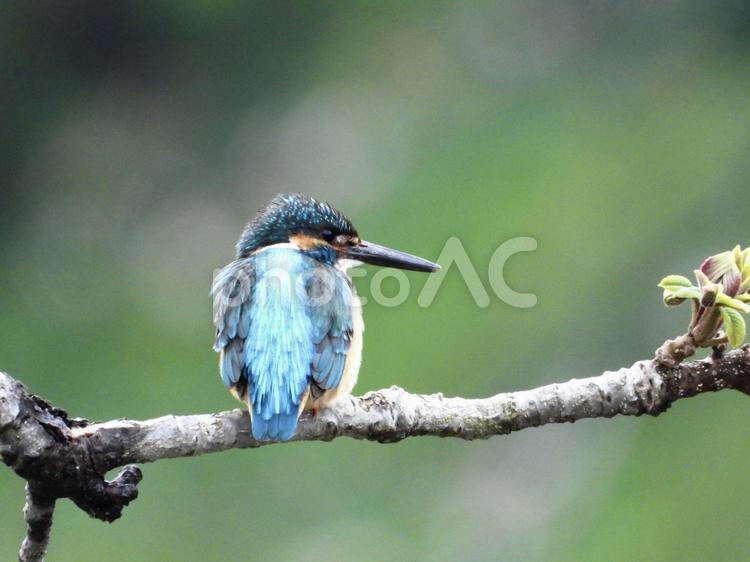 枝にとまるカワセミ 鳥,野鳥,カワセミの写真素材