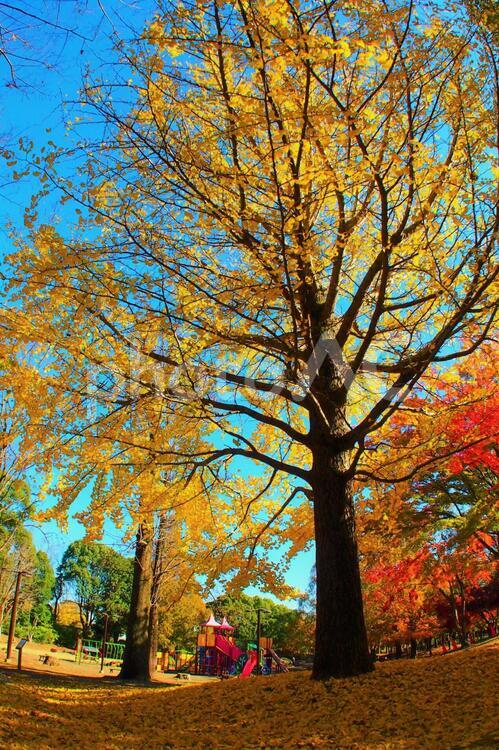 紅葉したイロハモミジと銀杏のある風景 イロハモミジ,森,林の写真素材