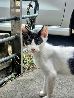振り向きウシ柄子猫ちゃん 振り向きウシ柄子猫ちゃん 猫,子猫,白黒の写真素材