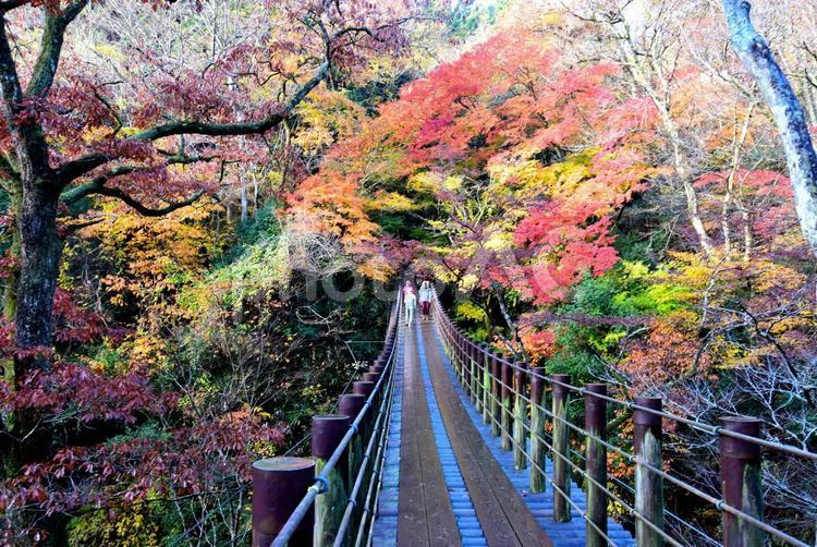 花貫渓谷の紅葉（北茨城） 秋,紅葉,もみじの写真素材