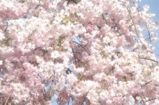 さくらソフトフォーカスの写真