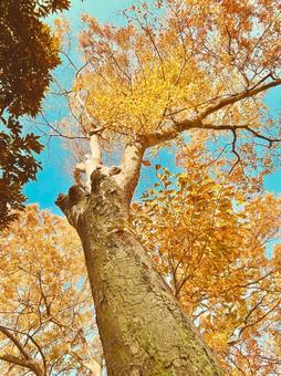 見上げた樹木と青空の写真素材 樹木,街路樹,木の写真素材