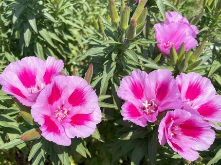 満開の鮮やかなピンク色のゴデチアの花の写真