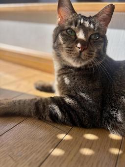 Cat, brown tabby, sunbathing, JPG Cat, brown tabby, sunbathing, JPG