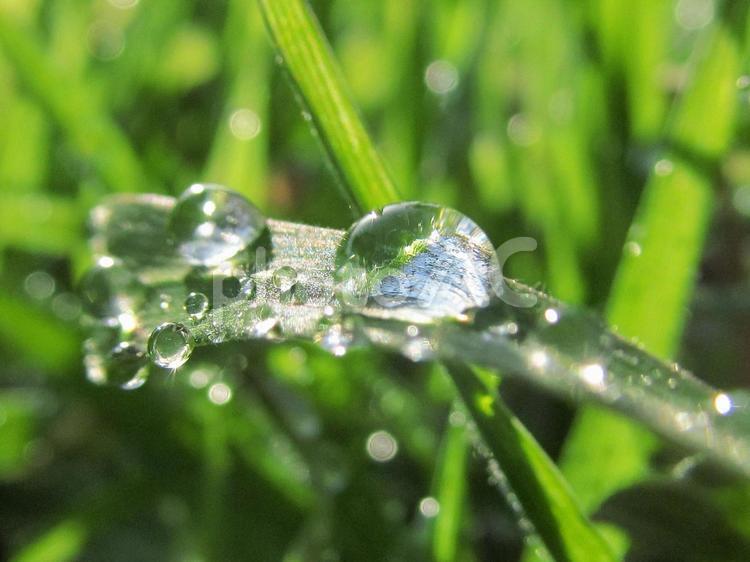 水滴と緑の葉と朝の光 水滴,すいてき,waterの写真素材