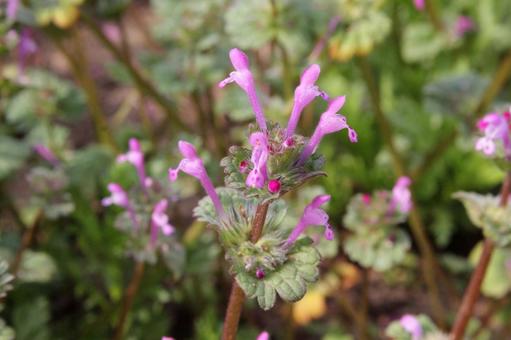 Photo, weed, blooming landscape, annular, 