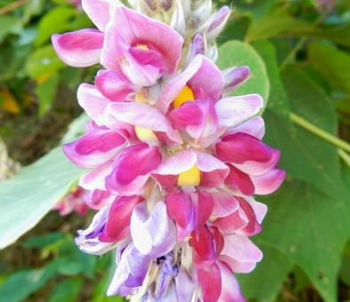 【花の写真】クズ(葛)の花 【花の写真】クズ(葛)の花 クズ,葛,植物の写真素材