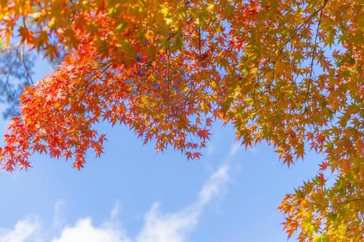 Photo, autumn leaves, maple, autumn, 