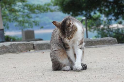 ねこ ねこの写真