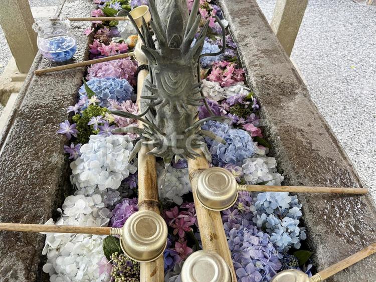 手水舎　アジサイ 手水舎,アジサイ,紫陽花の写真素材