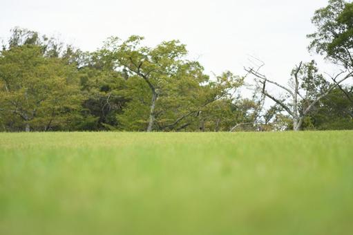 芝生背景 芝生背景の写真