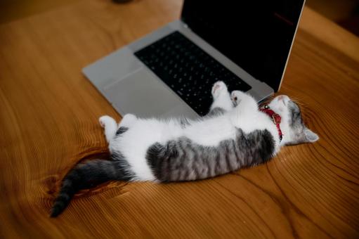 パソコンの側で寝る子猫 マンチカン,猫,子猫の写真素材