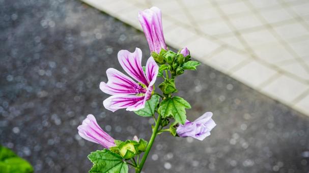 Photo, xeniaoi, common marrow, flower, 