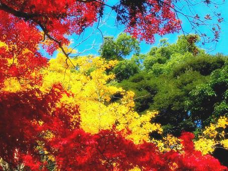 日本の紅葉 日本の紅葉 こうよう,もみじ,モミジの写真素材