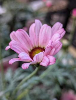 ビジューマムの花です ビジューマムの花ですの写真