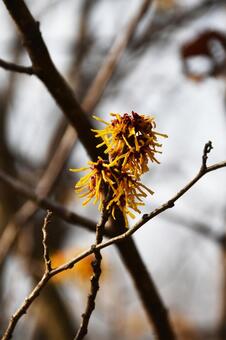 マンサク マンサク,満作,万作の写真素材